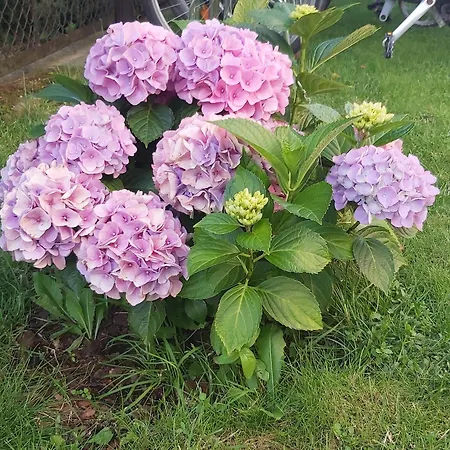 Radomianka Goscinne